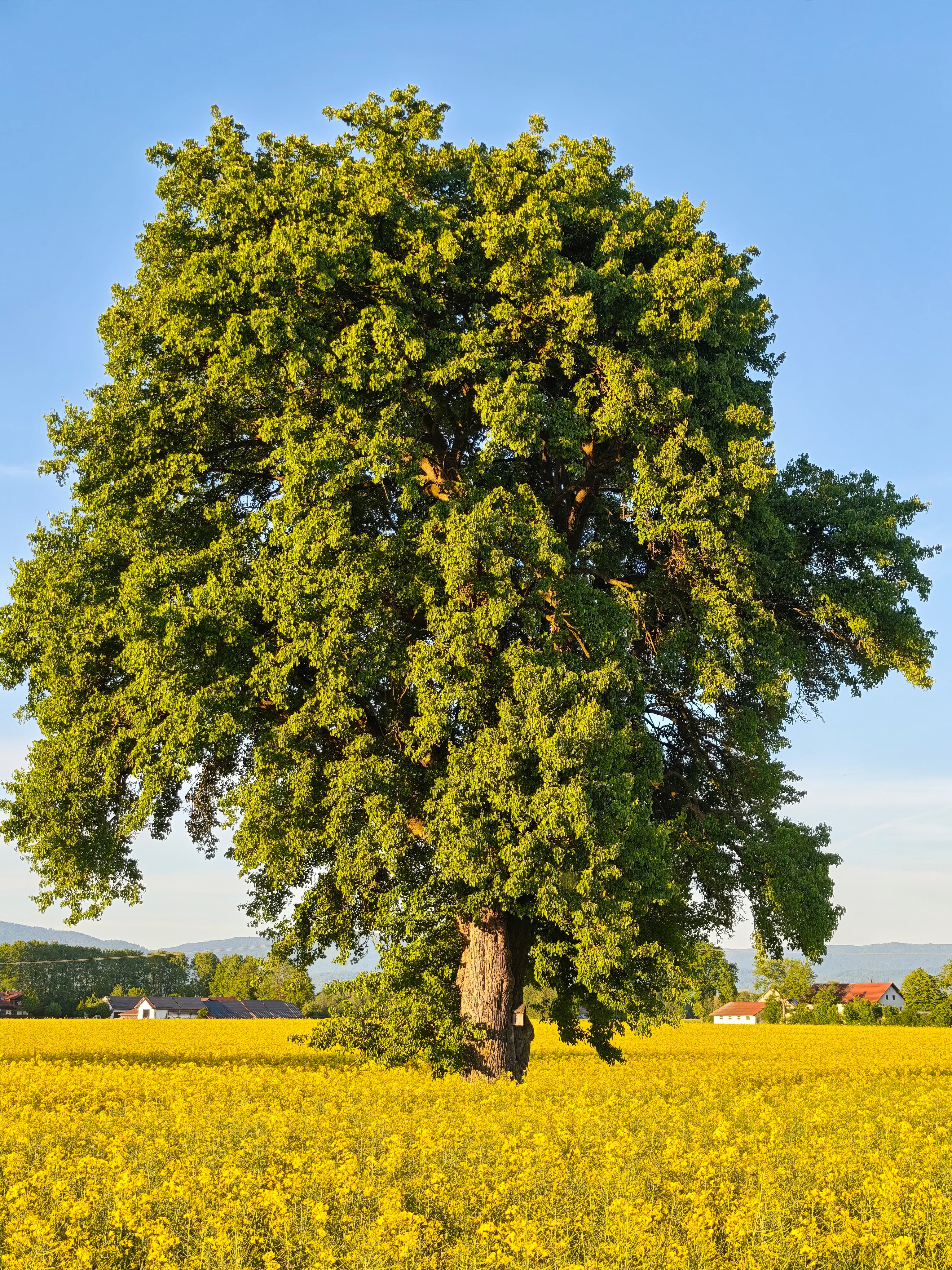IMG 20250510 193754
